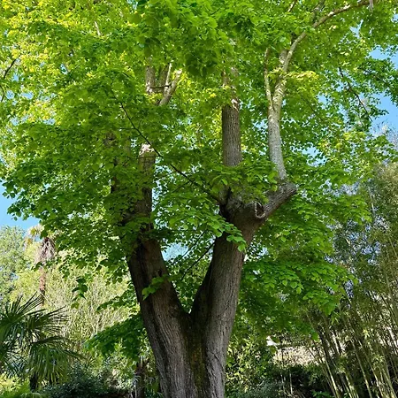 L Olivier Charme Et Nature * Maureillas